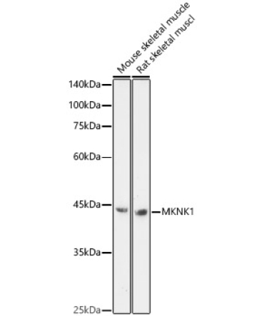 MKNK1 Rabbit Polyclonal Antibody