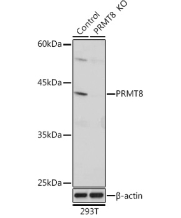 PRMT8 Rabbit Polyclonal Antibody [KO Validated]