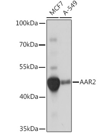 AAR2 Rabbit Polyclonal Antibody