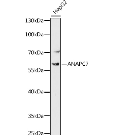 ANAPC7 Rabbit Polyclonal Antibody