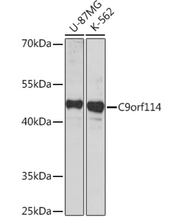 C9orf114 Rabbit Polyclonal Antibody