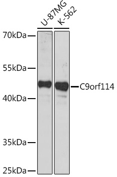 C9orf114 Rabbit Polyclonal Antibody