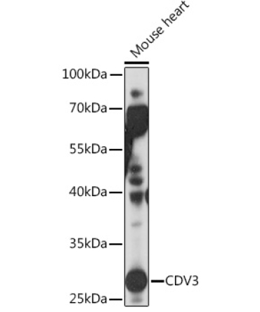 CDV3 Rabbit Polyclonal Antibody