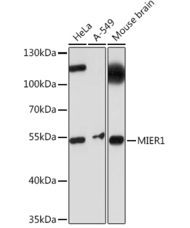 MIER1 Rabbit Polyclonal Antibody