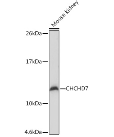 CHCHD7 Rabbit Polyclonal Antibody