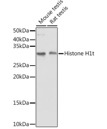 Histone H1t Rabbit Polyclonal Antibody