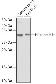 Histone H1t Rabbit Polyclonal Antibody