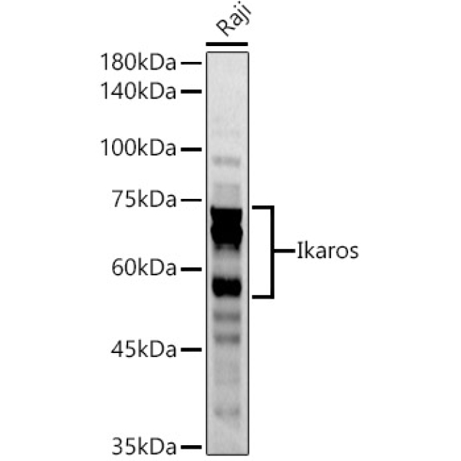 Ikaros Rabbit Polyclonal Antibody