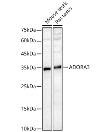 ADORA3 Rabbit Polyclonal Antibody