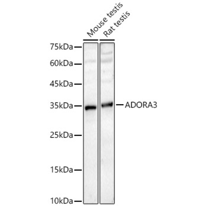ADORA3 Rabbit Polyclonal Antibody