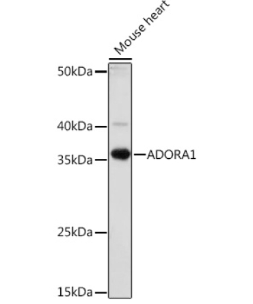 ADORA1 Rabbit Polyclonal Antibody