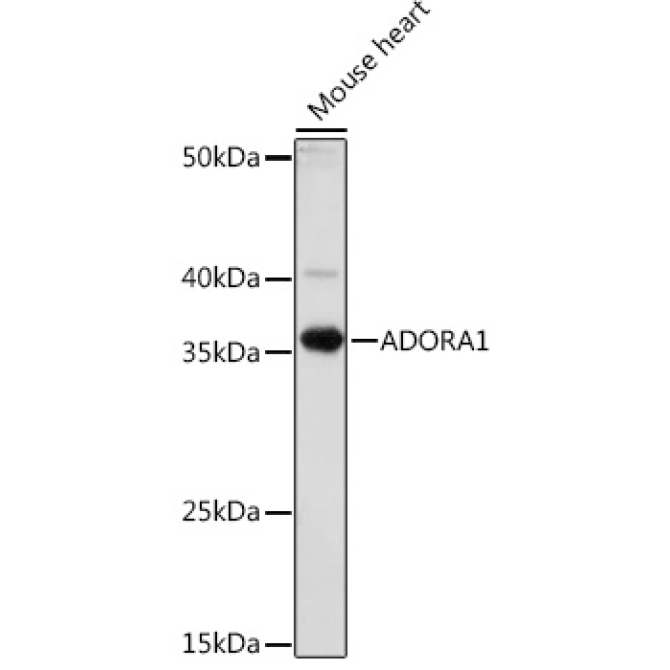 ADORA1 Rabbit Polyclonal Antibody