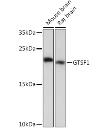 GTSF1 Rabbit Polyclonal Antibody