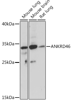 ANKRD46 Rabbit Polyclonal Antibody