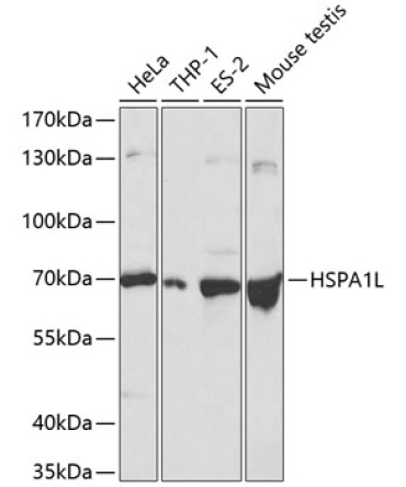 HSPA1L Rabbit Polyclonal Antibody