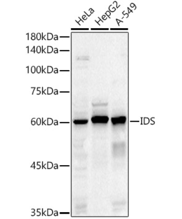 IDS Rabbit Polyclonal Antibody