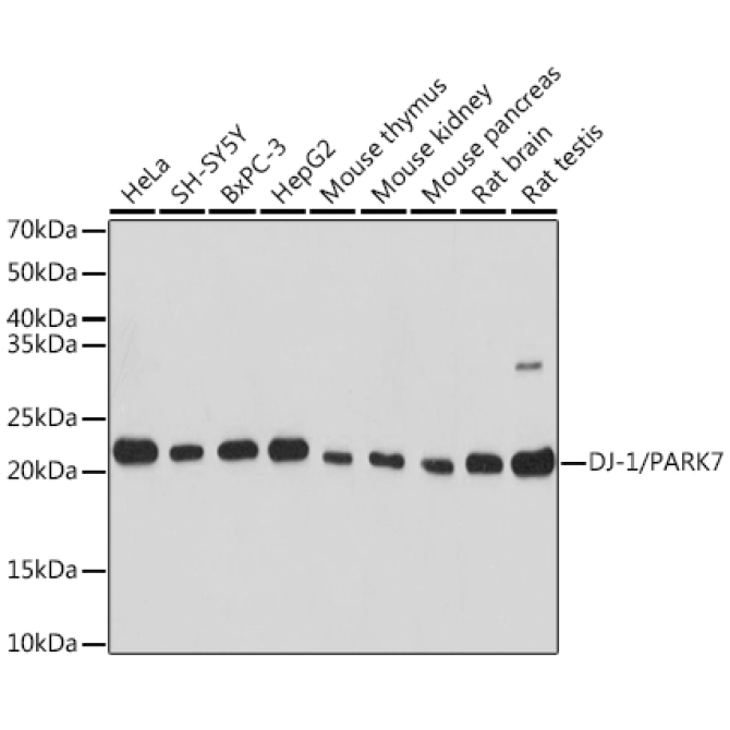 DJ-1/PARK7 Rabbit Polyclonal Antibody