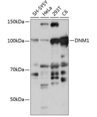 DNM1 Rabbit Polyclonal Antibody