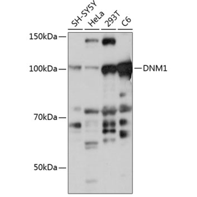 DNM1 Rabbit Polyclonal Antibody