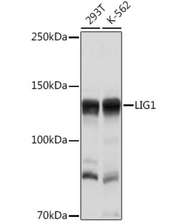 LIG1 Rabbit Polyclonal Antibody