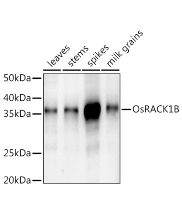 OsRACK1B Rabbit Polyclonal Antibody