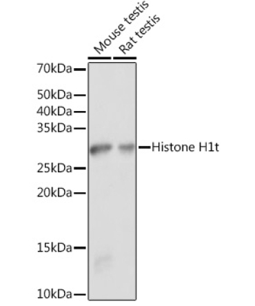 Histone H1t Rabbit Polyclonal Antibody