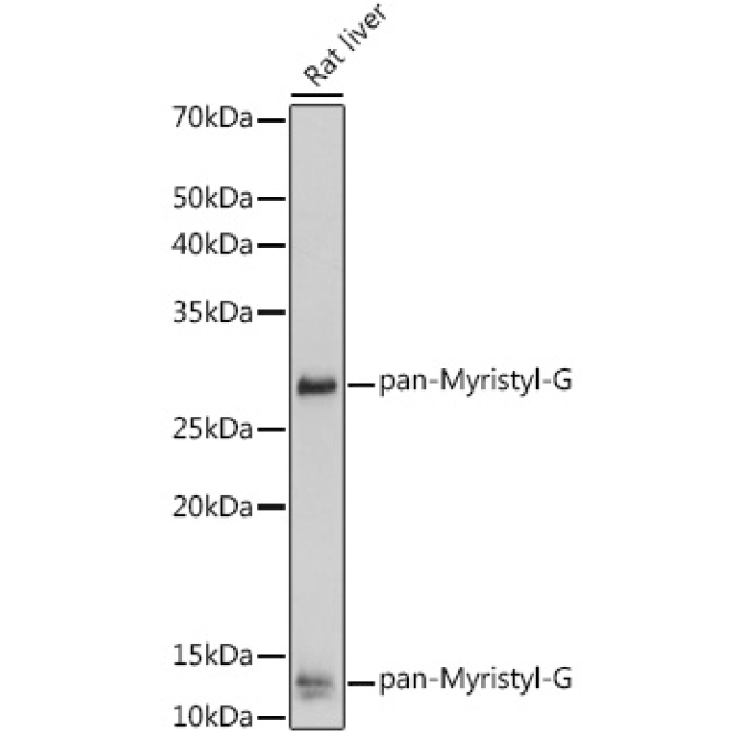 pan-Myristyl-G Rabbit Polyclonal Antibody