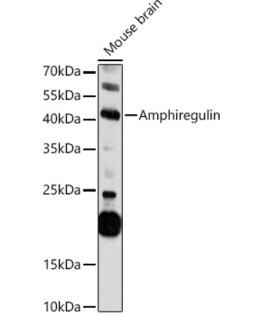 Amphiregulin Rabbit Polyclonal Antibody