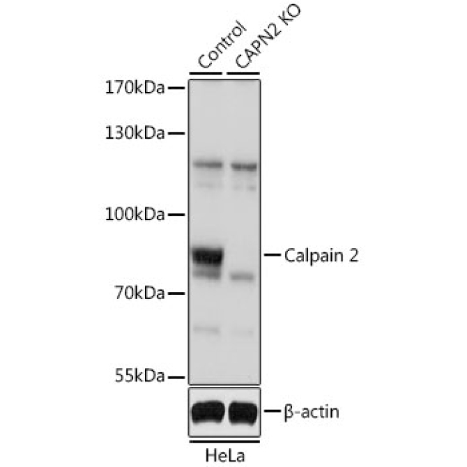 Calpain 2 Rabbit Polyclonal Antibody [KO Validated]