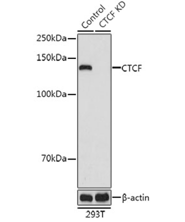 CTCF Rabbit Polyclonal Antibody [KD Validated]
