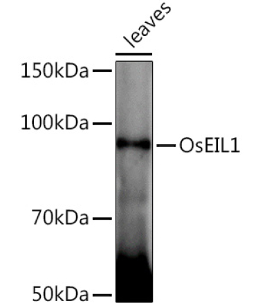 OsEIL1 Rabbit Polyclonal Antibody