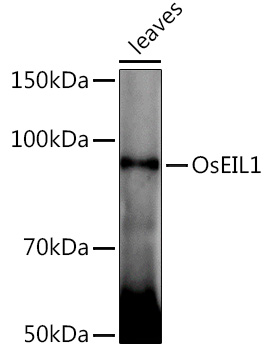 OsEIL1 Rabbit Polyclonal Antibody