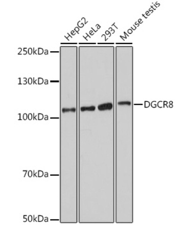 DGCR8 Rabbit Polyclonal Antibody
