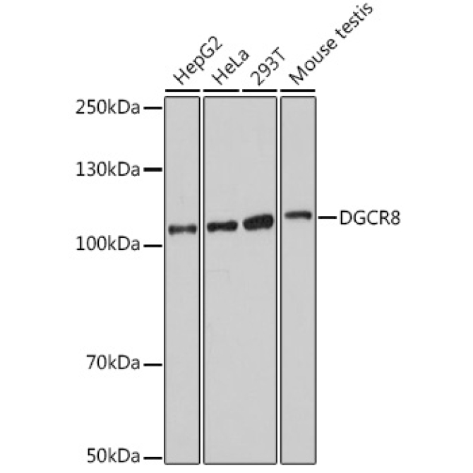 DGCR8 Rabbit Polyclonal Antibody