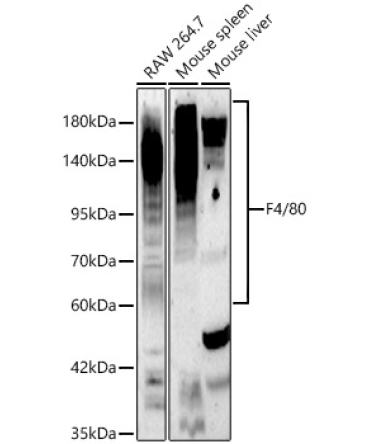 F4/80 Rabbit Polyclonal Antibody
