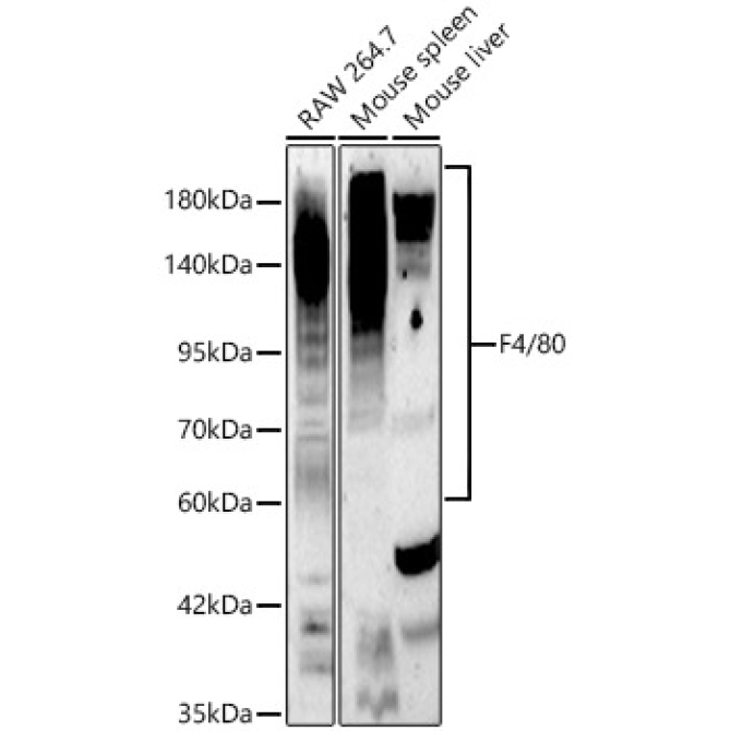 F4/80 Rabbit Polyclonal Antibody
