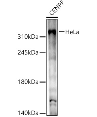 CENPF Rabbit Polyclonal Antibody
