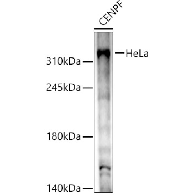 CENPF Rabbit Polyclonal Antibody