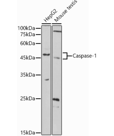 Caspase-1 Rabbit Polyclonal Antibody