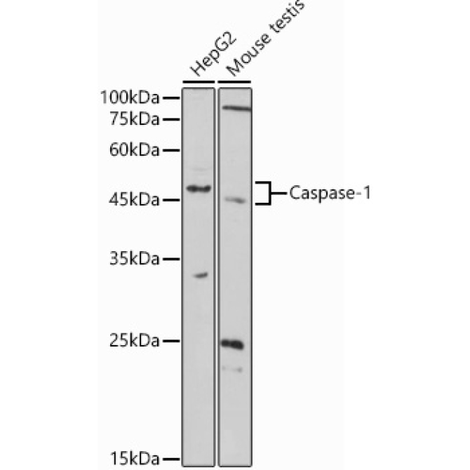 Caspase-1 Rabbit Polyclonal Antibody