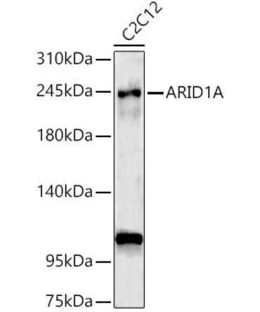 ARID1A Rabbit Polyclonal Antibody