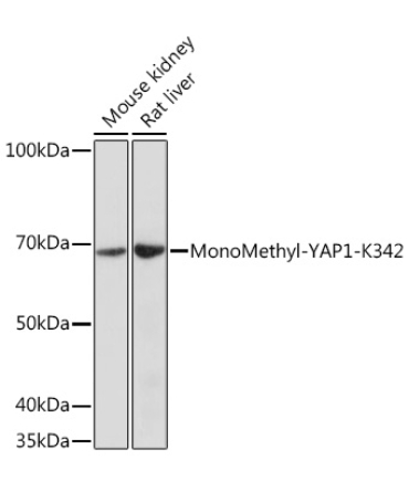 MonoMethyl-YAP1-K342 Rabbit Polyclonal Antibody