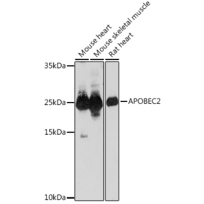 APOBEC2 Rabbit Polyclonal Antibody