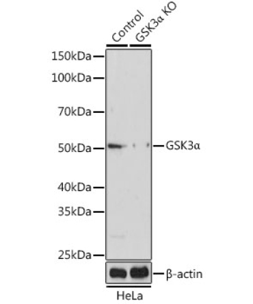GSK3Alpha Rabbit Polyclonal Antibody [KO Validated]