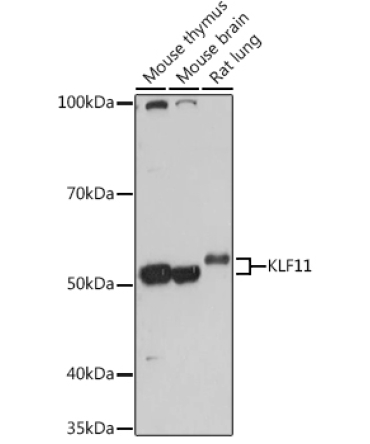 KLF11 Rabbit Polyclonal Antibody