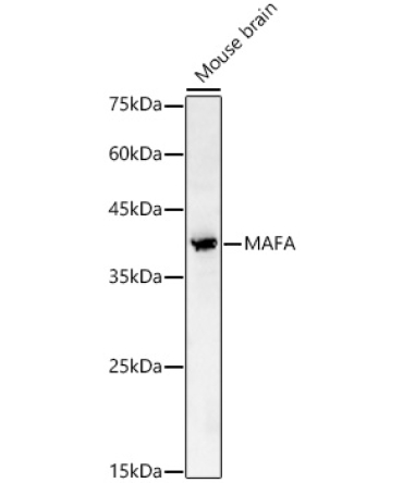 MAFA Rabbit Polyclonal Antibody