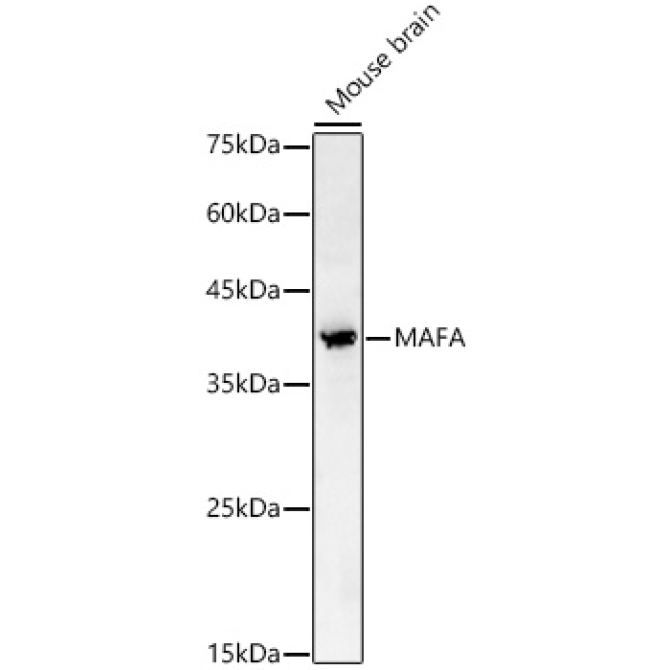 MAFA Rabbit Polyclonal Antibody