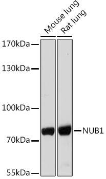 NUB1 Rabbit Polyclonal Antibody