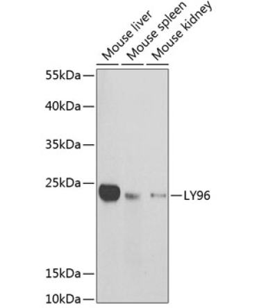 LY96 Rabbit Polyclonal Antibody