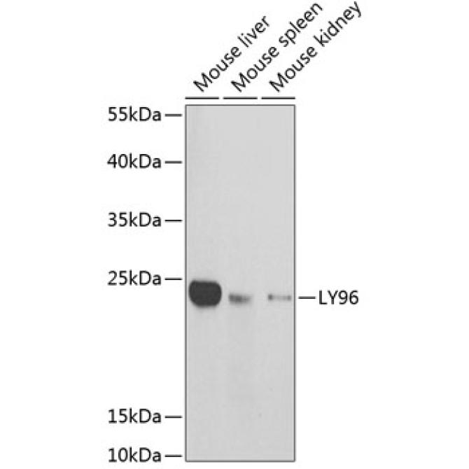 LY96 Rabbit Polyclonal Antibody